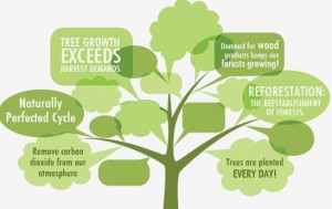 forest-size