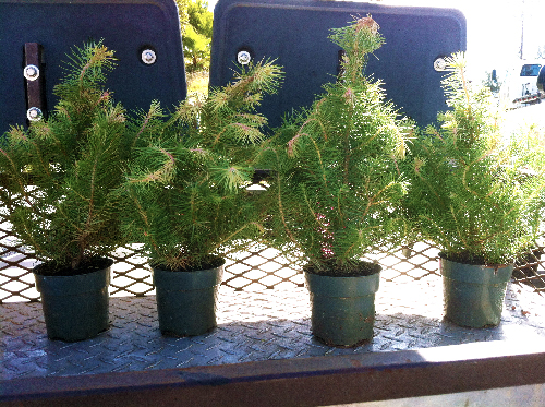 young christmas trees