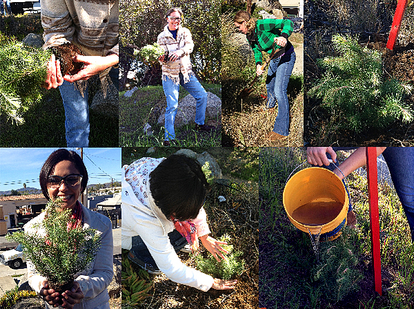 planting trees